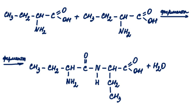Формула 2 аминобутановой кислоты. 4-Аминобутановой. Уравнение реакции образования дипептида аланилсерина. Уравнение 4 аминобутановой кислоты с азотной кислотой. Хлорид 3 аминобутановой кислоты при нагревании.